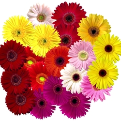 Пазл: Герберы