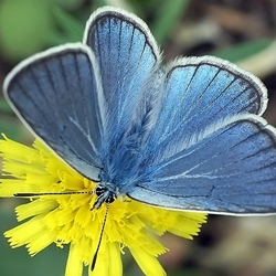 Пазл: Флора и фауна