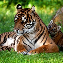 Пазл: Хорошо с мамой