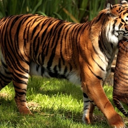 Пазл: На прогулку