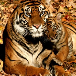 Пазл: Любимая мама