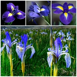 Пазл: Ирисы