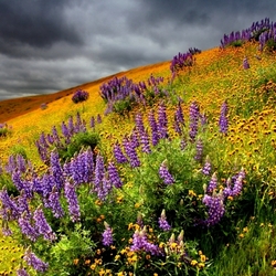 Пазл: Цветы Сьерра-Невады