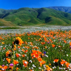 Пазл: Цветы Сьерра-Невады