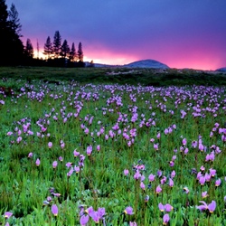 Пазл: Цветы Сьерра-Невады