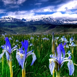 Пазл: Цветы Сьерра-Невады