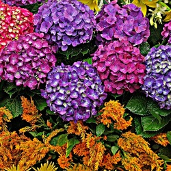 Пазл: Гортензия