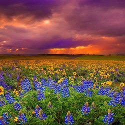 Пазл: Закат  