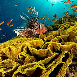 Пазл: Обитатели морей