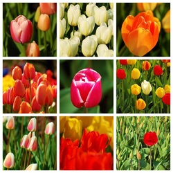 Пазл: Тюльпаны