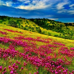 Пазл: Цветущие холмы   