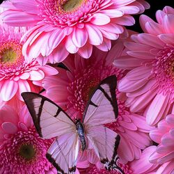 Пазл: Герберы и розовая бабочка