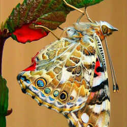 Пазл: Узоры леди Баттерфляй