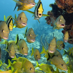 Пазл: Обитатели морей