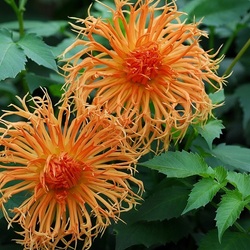 Пазл: Такие георгины