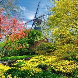 Пазл: Мельница