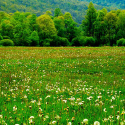 Пазл: Одуванчики в поле