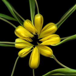 Пазл: Желтые тюльпаны