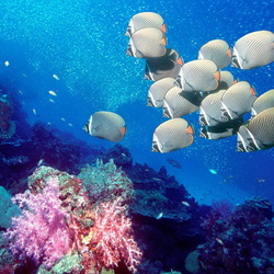 Пазл: Обитатели морей