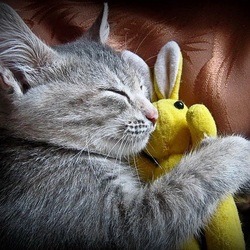 Пазл: Сладкий сон