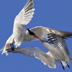 Пазл: На крыльях любви