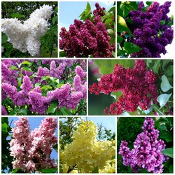 Пазл: Сиреневый рай