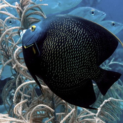 Пазл: Обитатели морей