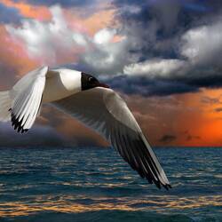 Пазл: Чайка 