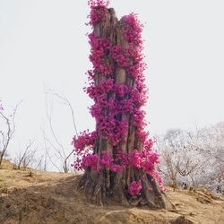 Пазл: И даже пень...