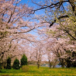 Пазл: Цветущая весна