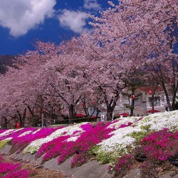 Пазл: Ханами