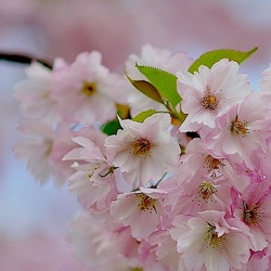 Пазл: Оттенки Нежности