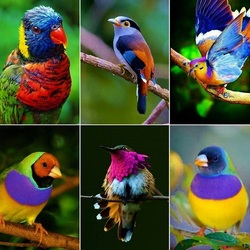 Пазл: Пернатые