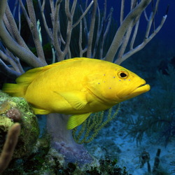 Пазл: Обитатели морей