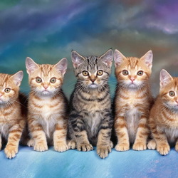 Пазл: Котята