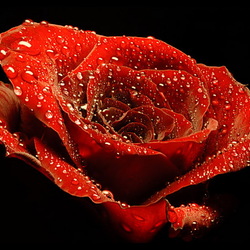 Пазл: Роза в росе