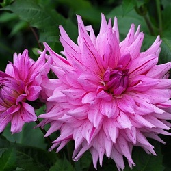 Пазл: Георгин