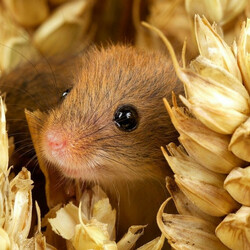 Пазл: Приветик