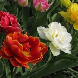 Пазл: Цветы к Празднику!