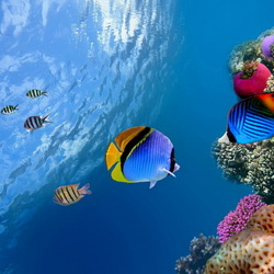 Пазл: Обитатели морей