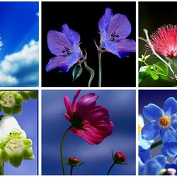 Пазл: Макромир