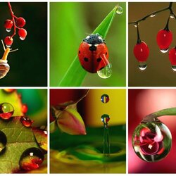 Пазл: Макрокапельки