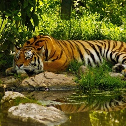 Пазл: Полуденный отдых 