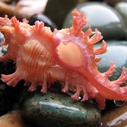 Пазл: Красивая ракушка