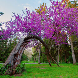 Пазл: Дерево