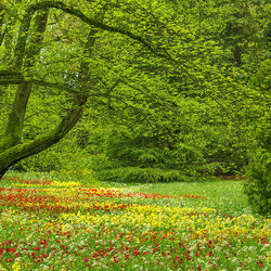 Пазл: По следам весны