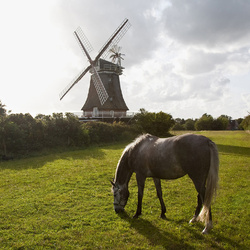 Пазл: На прогулке
