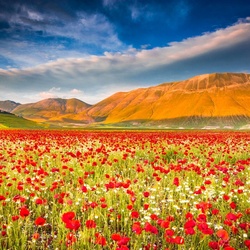 Пазл: Цветочная долина 