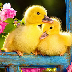 Пазл: Утята