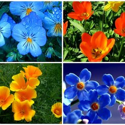 Пазл: Оранжево-голубой